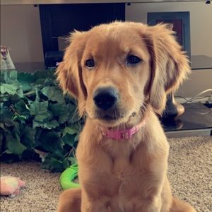 Meet your Posher, Lelyn